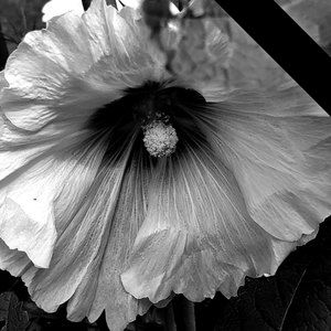 Meet your Posher, Xigxag